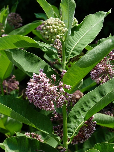 {Asclepias syriaca}